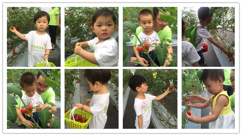 BBunion国际早教宜兴中心活动花絮:“儿时果缘”亲子出游,自然采摘 BBunion国际早教宜兴中心活动花絮:“儿时果缘”亲子出游,自然采摘